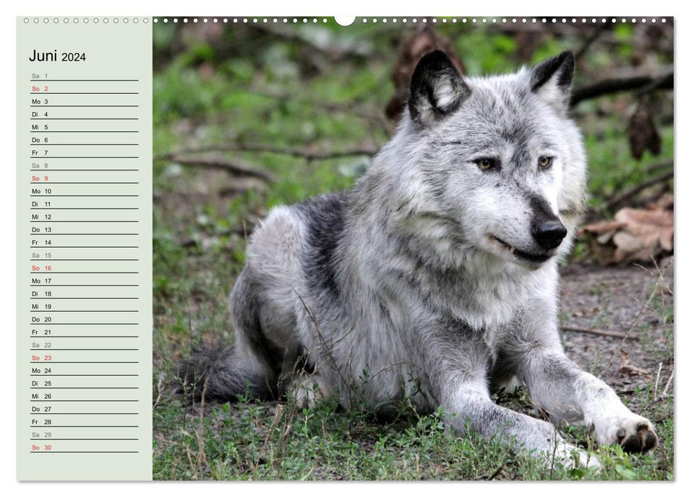 At Home in the Pack - The Wolf (CALVENDO Wall Calendar 2024) 