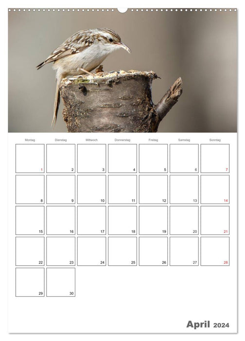 Vögel im heimischen Garten (CALVENDO Wandkalender 2024)