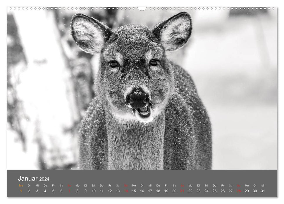 Tierische Augenblicke in Schwarz-Weiß (CALVENDO Premium Wandkalender 2024)