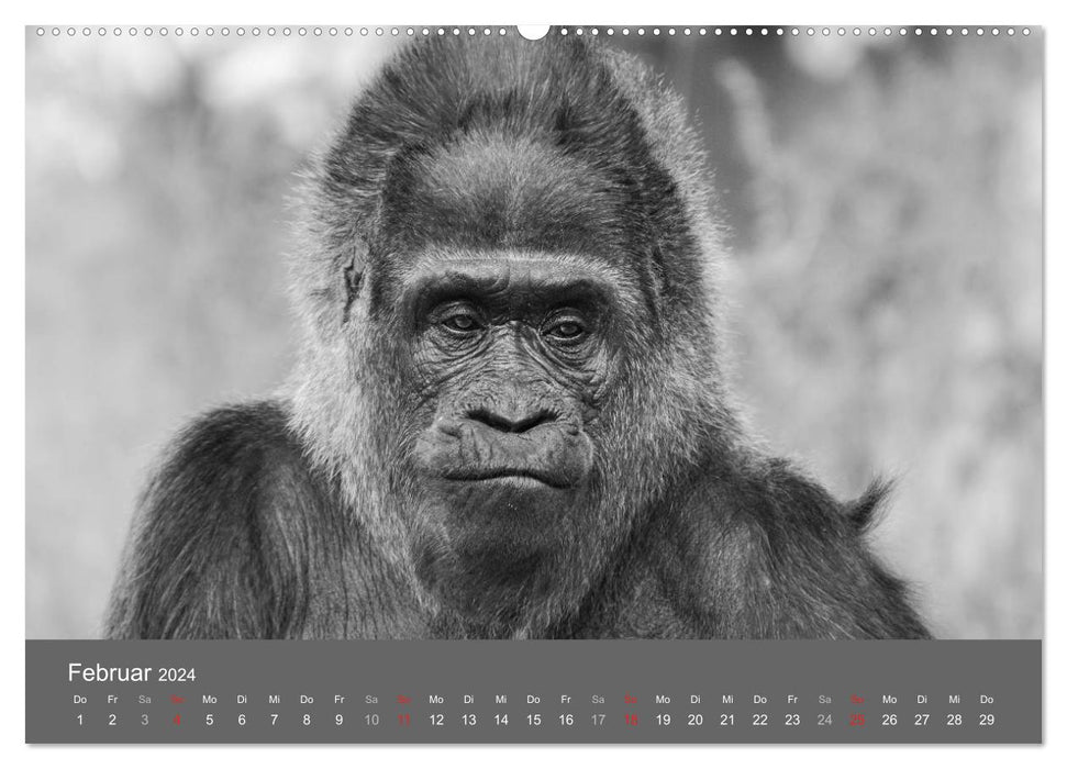 Tierische Augenblicke in Schwarz-Weiß (CALVENDO Premium Wandkalender 2024)