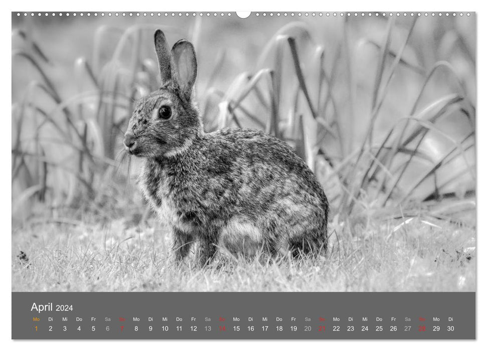 Tierische Augenblicke in Schwarz-Weiß (CALVENDO Premium Wandkalender 2024)