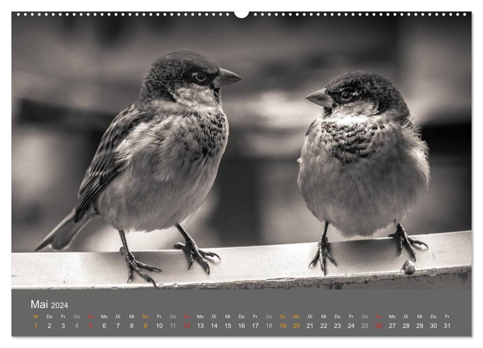 Tierische Augenblicke in Schwarz-Weiß (CALVENDO Premium Wandkalender 2024)