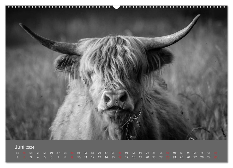 Tierische Augenblicke in Schwarz-Weiß (CALVENDO Premium Wandkalender 2024)