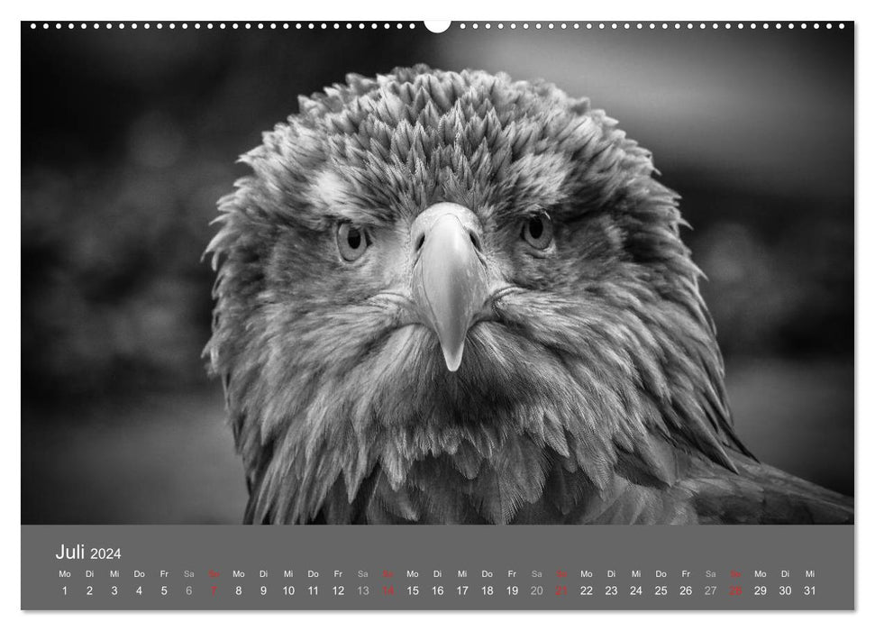 Tierische Augenblicke in Schwarz-Weiß (CALVENDO Premium Wandkalender 2024)