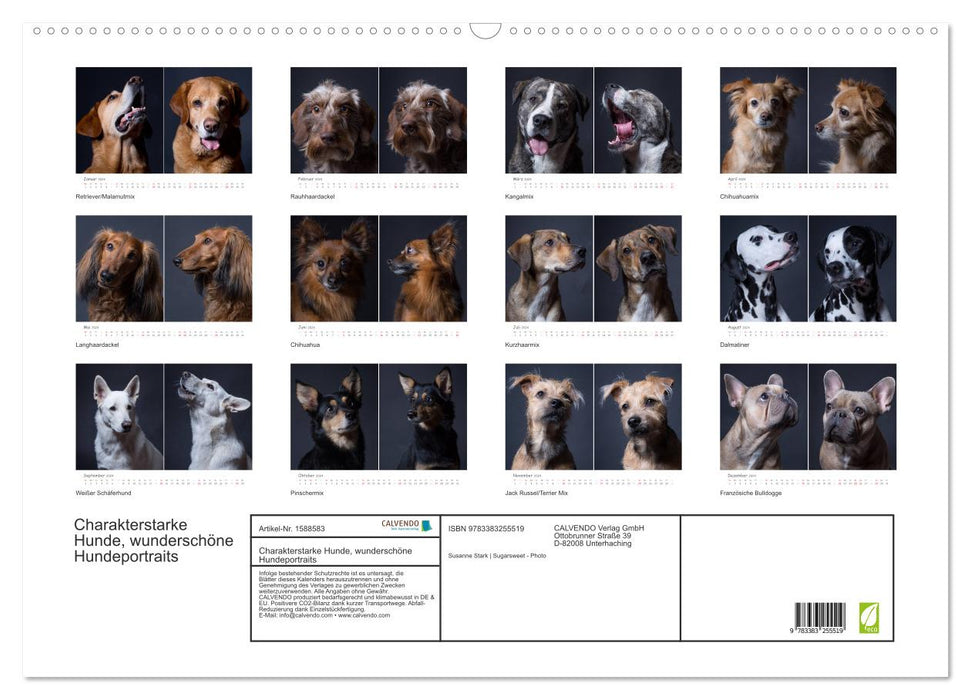 Strong-character dogs, beautiful dog portraits (CALVENDO wall calendar 2024) 
