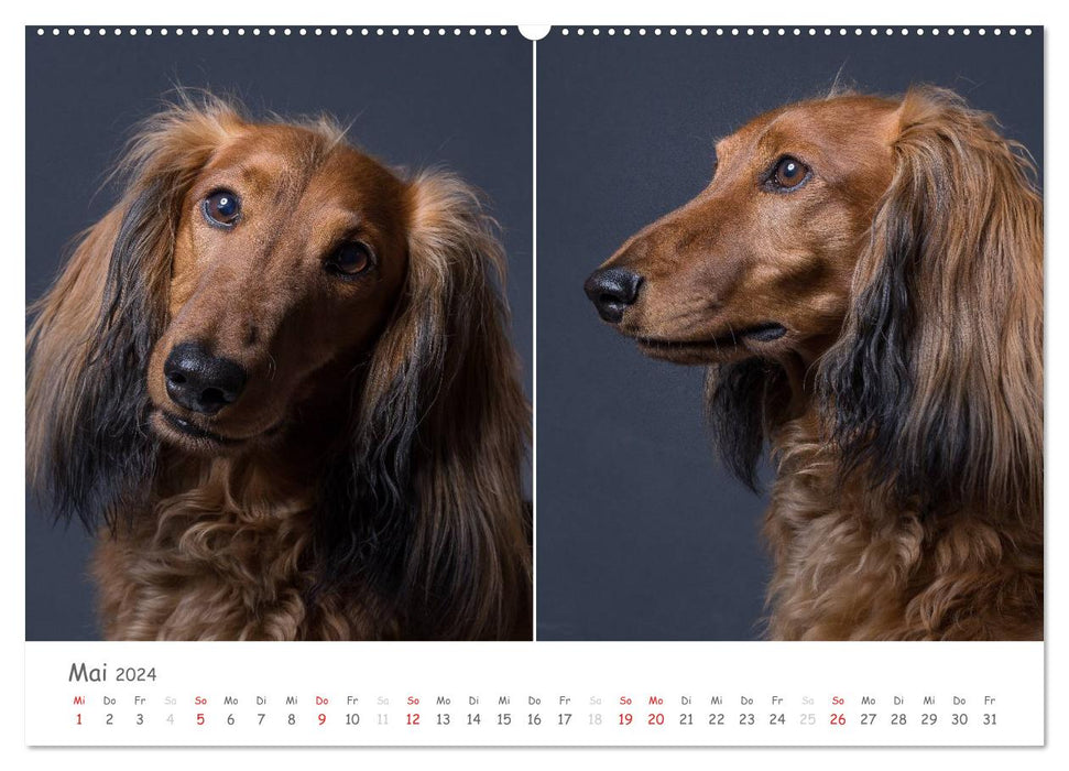 charakterstarke Hunde, wunderschöne Hundeportraits (CALVENDO Wandkalender 2024)