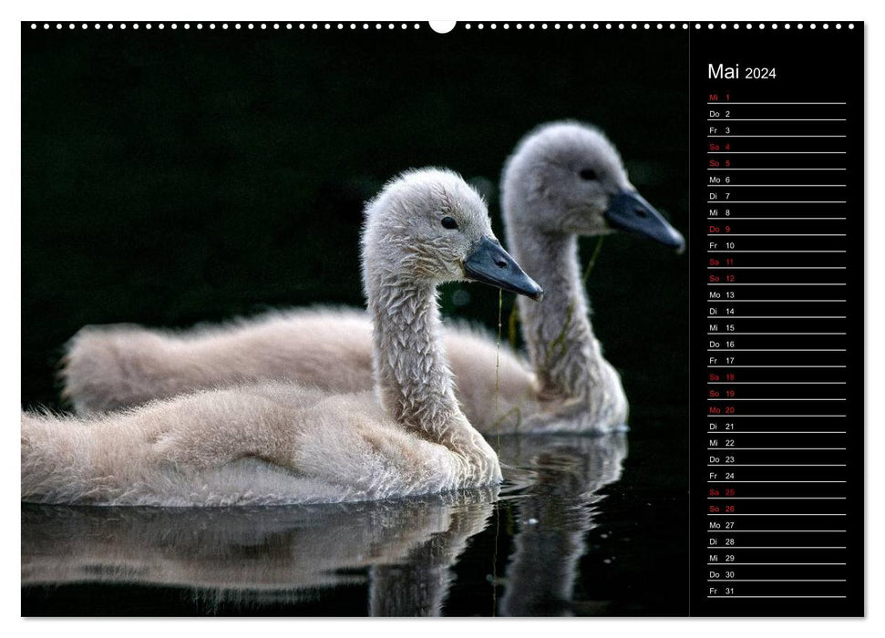 Schwäne Majestätische Vögel (CALVENDO Premium Wandkalender 2024)