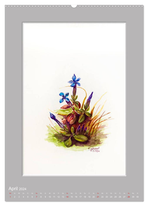 Alpenblumen Aquarelle aus Tirol (CALVENDO Premium Wandkalender 2024)