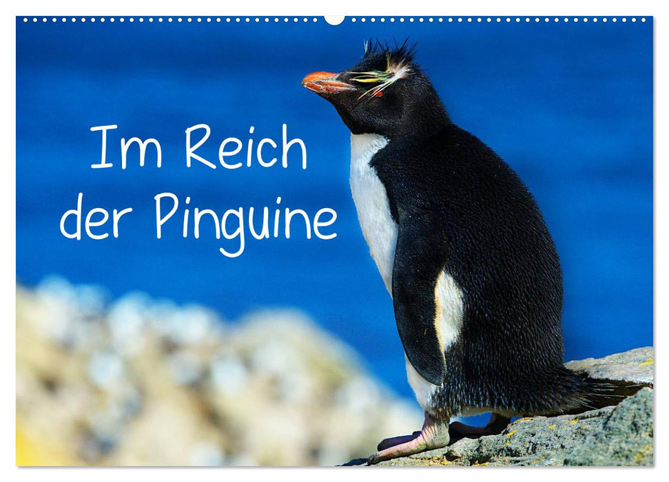 Im Reich der Pinguine (CALVENDO Wandkalender 2024)