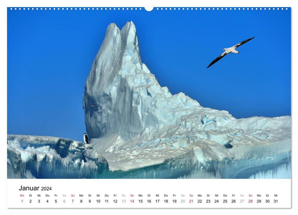 In the kingdom of the penguins (CALVENDO wall calendar 2024) 