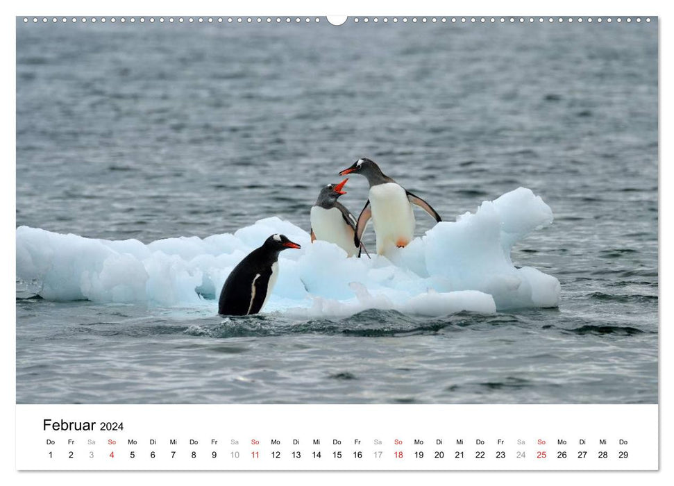 Im Reich der Pinguine (CALVENDO Wandkalender 2024)