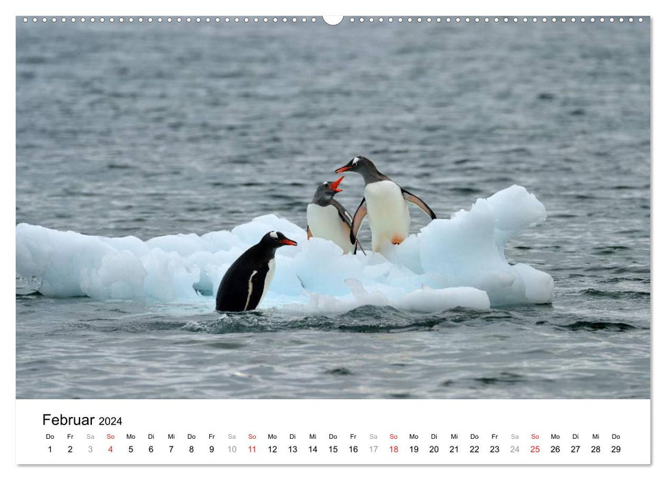 In the kingdom of the penguins (CALVENDO wall calendar 2024) 