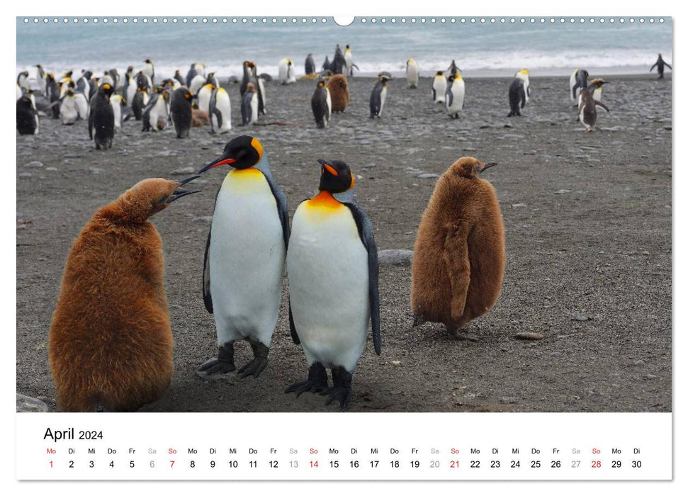 In the kingdom of the penguins (CALVENDO wall calendar 2024) 