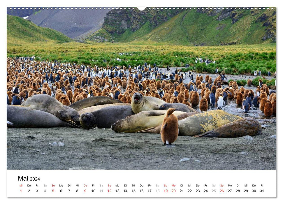 In the kingdom of the penguins (CALVENDO wall calendar 2024) 