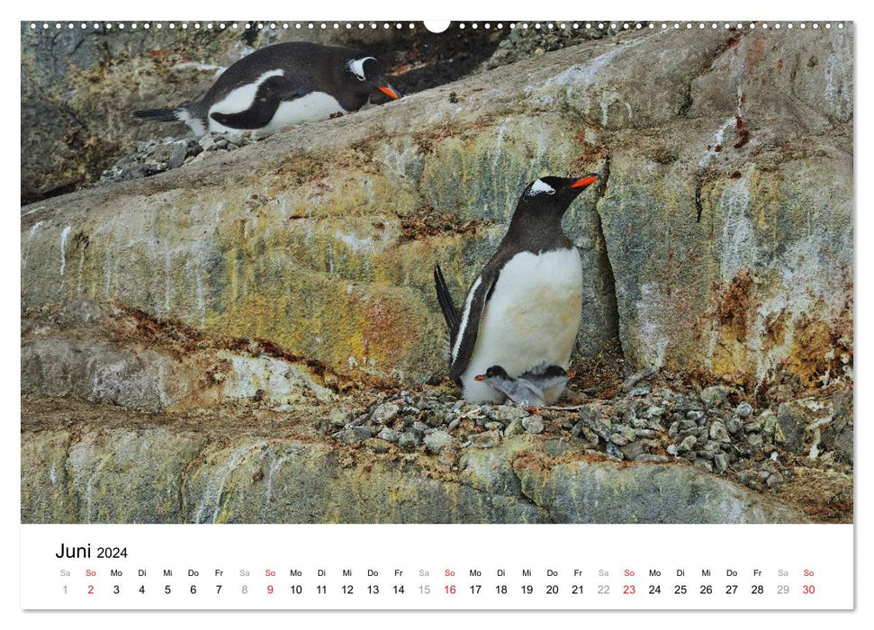 In the kingdom of the penguins (CALVENDO wall calendar 2024) 