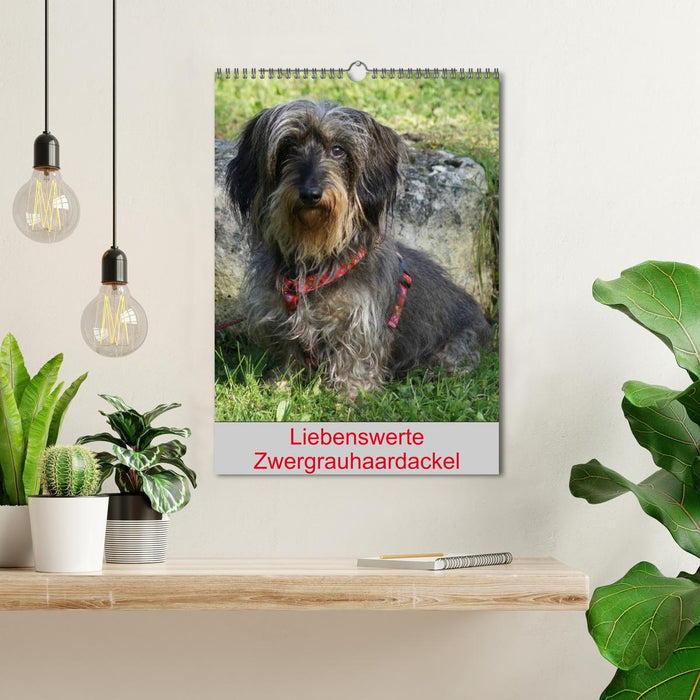 Adorable dwarf wire-haired dachshunds (CALVENDO wall calendar 2024) 