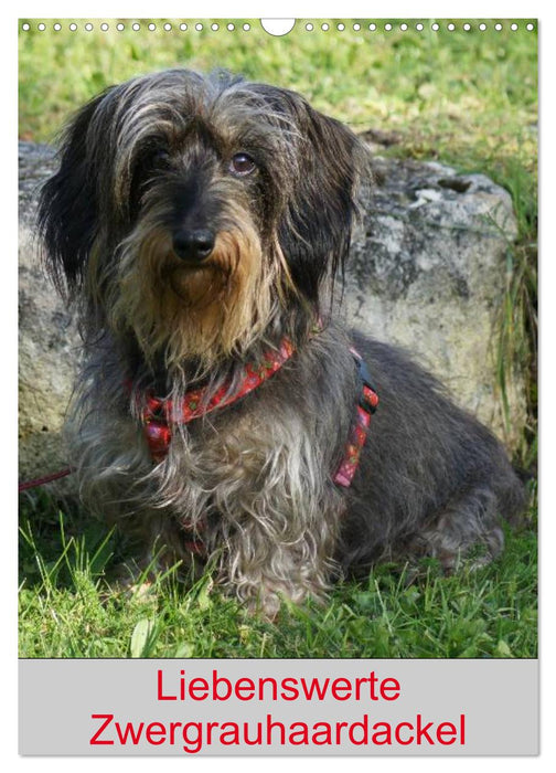 Adorable dwarf wire-haired dachshunds (CALVENDO wall calendar 2024) 