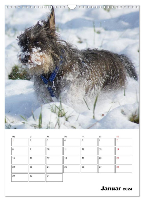 Adorable dwarf wire-haired dachshunds (CALVENDO wall calendar 2024) 