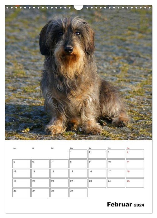 Adorable dwarf wire-haired dachshunds (CALVENDO wall calendar 2024) 