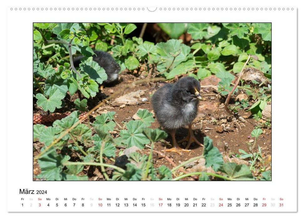 Animal children from all over the world (CALVENDO wall calendar 2024) 