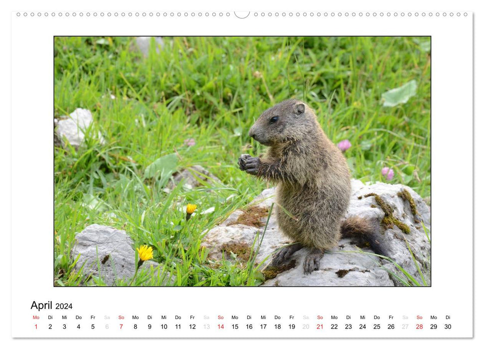 Animal children from all over the world (CALVENDO wall calendar 2024) 