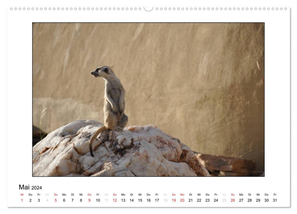 Animal children from all over the world (CALVENDO wall calendar 2024) 
