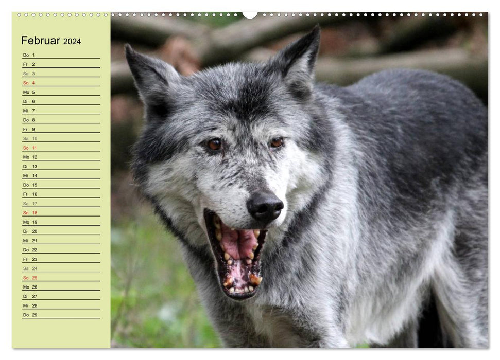 Im Rudel Zuhause - Der Wolf (CALVENDO Premium Wandkalender 2024)