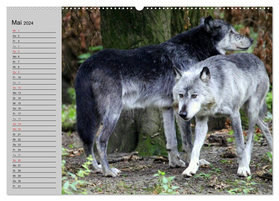 Im Rudel Zuhause - Der Wolf (CALVENDO Premium Wandkalender 2024)