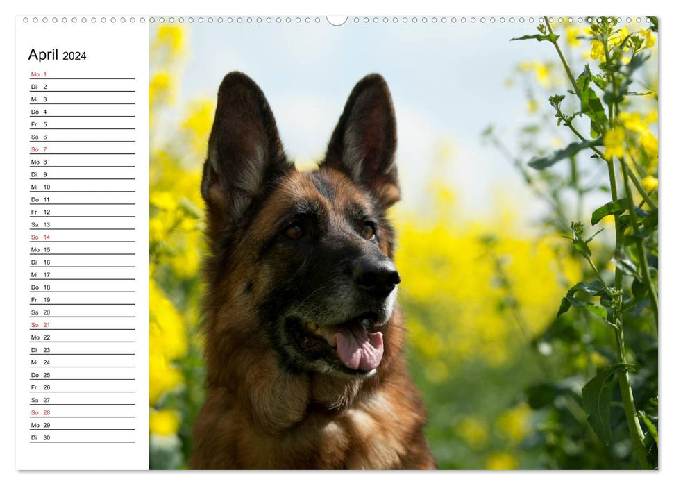 Deutsche Schäferhunde - Liebenswerte Graunasen (CALVENDO Premium Wandkalender 2024)