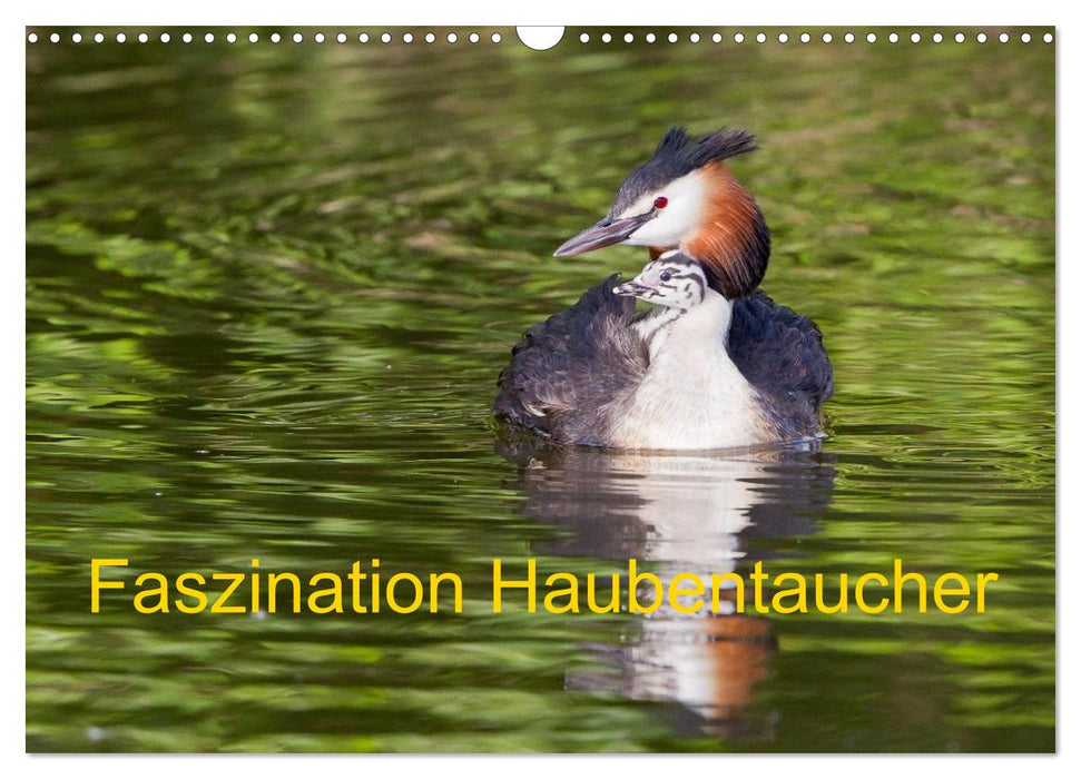 Faszination Haubentaucher (CALVENDO Wandkalender 2024)