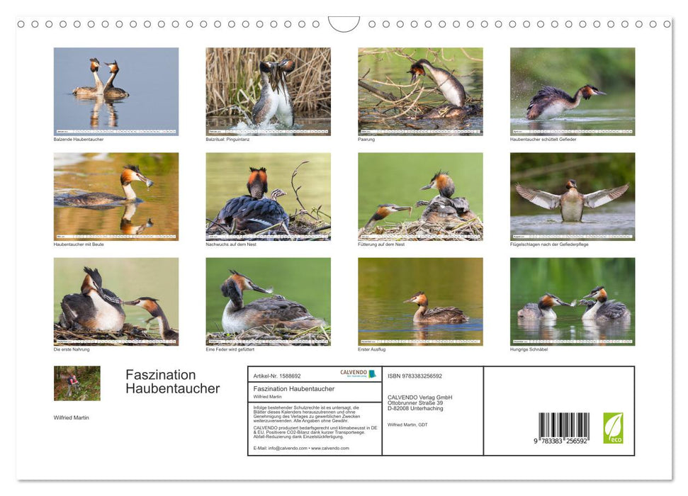 Fascination with great crested grebes (CALVENDO wall calendar 2024) 