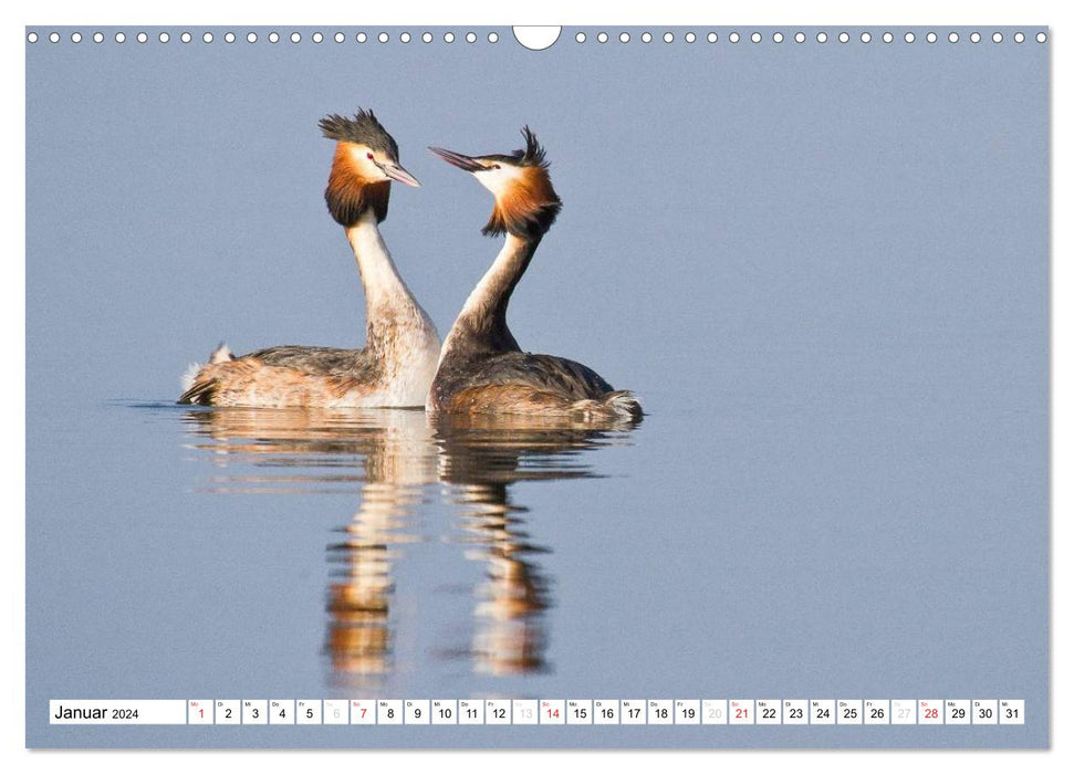 Fascination with great crested grebes (CALVENDO wall calendar 2024) 