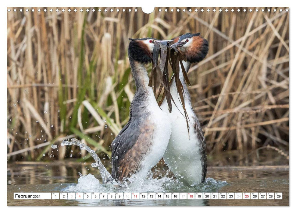 Fascination with great crested grebes (CALVENDO wall calendar 2024) 