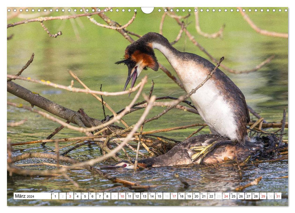 Fascination with great crested grebes (CALVENDO wall calendar 2024) 