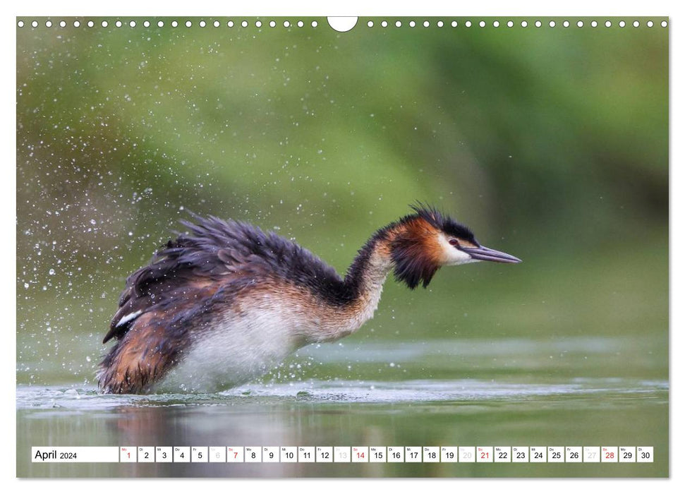 Fascination with great crested grebes (CALVENDO wall calendar 2024) 