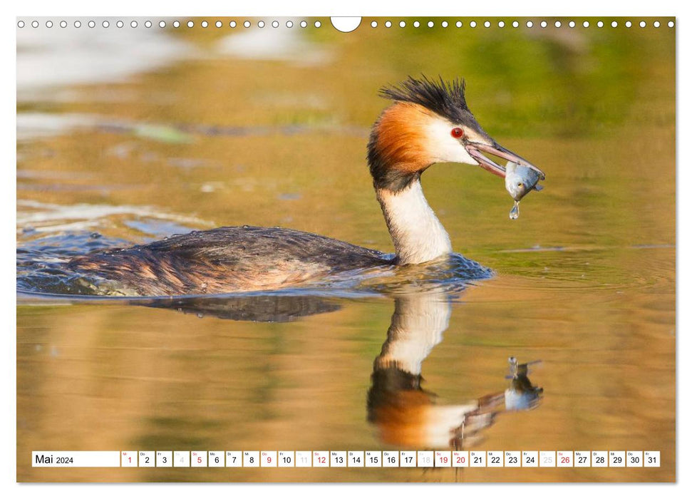 Fascination with great crested grebes (CALVENDO wall calendar 2024) 