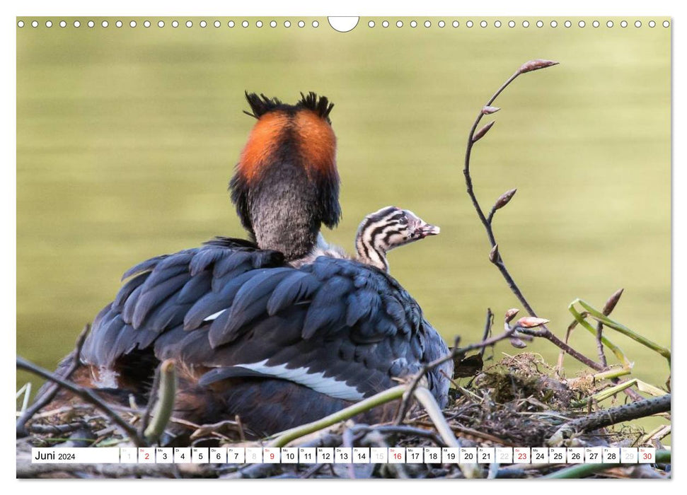 Fascination with great crested grebes (CALVENDO wall calendar 2024) 