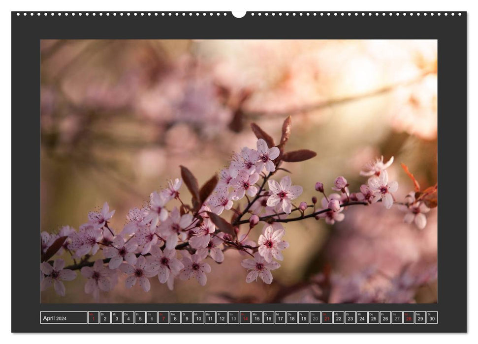 Magical nature in the Taunus (CALVENDO wall calendar 2024) 