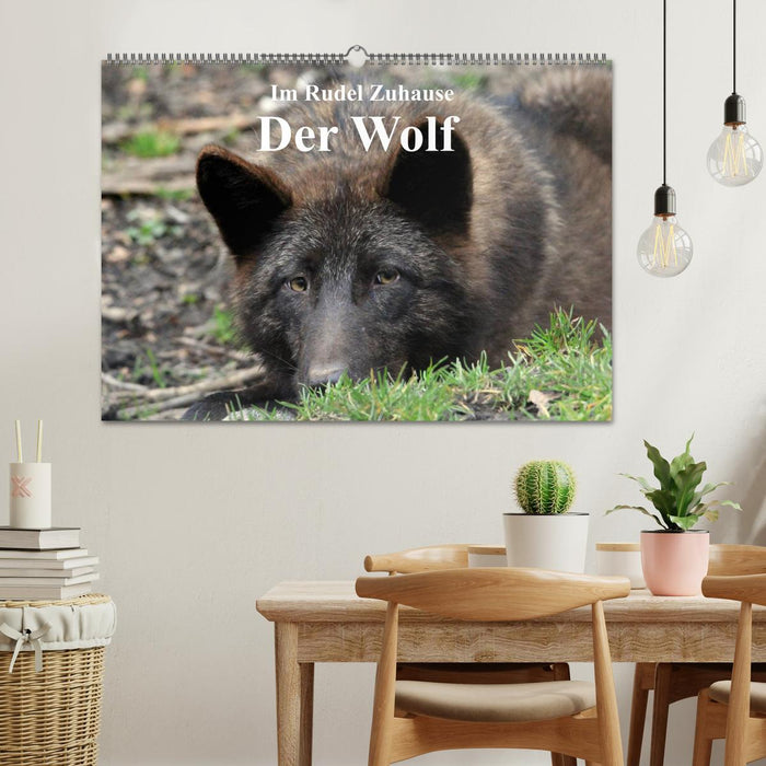 At Home in the Pack - The Wolf (CALVENDO Wall Calendar 2024) 