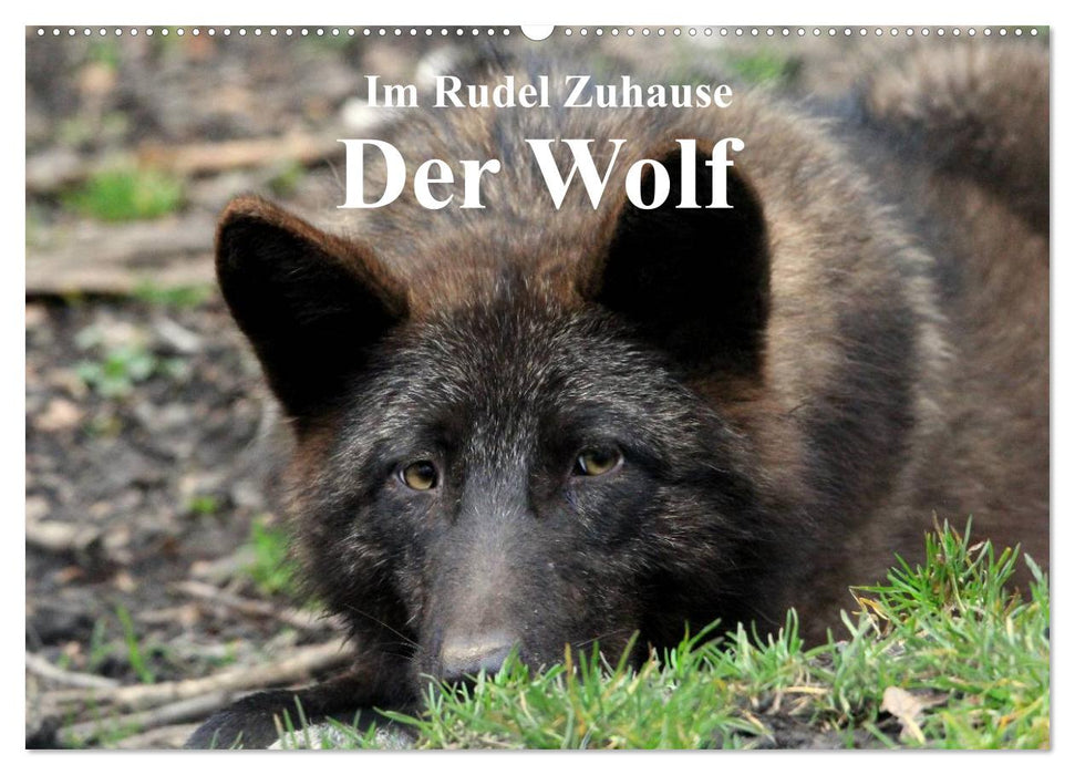 At Home in the Pack - The Wolf (CALVENDO Wall Calendar 2024) 