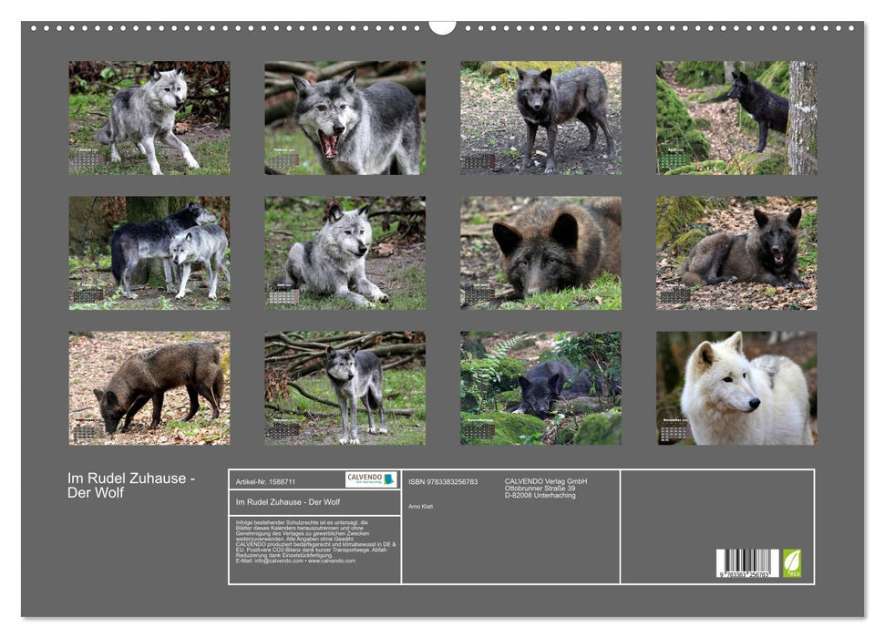 At Home in the Pack - The Wolf (CALVENDO Wall Calendar 2024) 