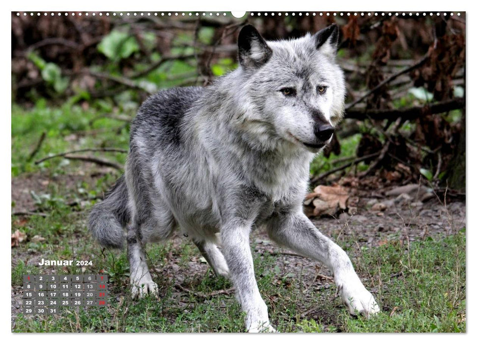 À la maison dans la meute – Le loup (Calendrier mural CALVENDO 2024) 