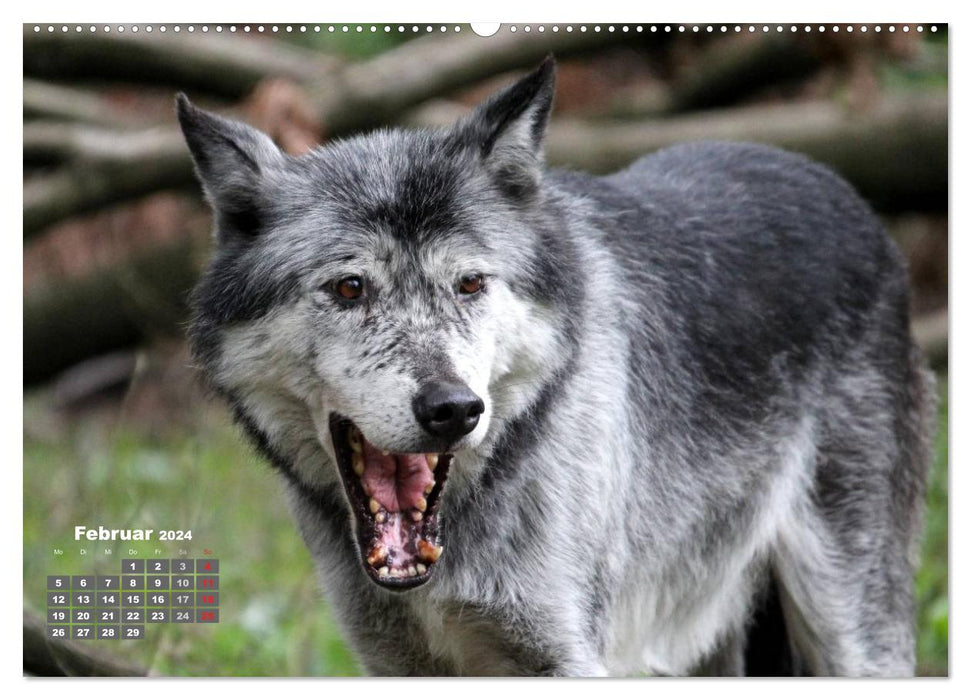 At Home in the Pack - The Wolf (CALVENDO Wall Calendar 2024) 