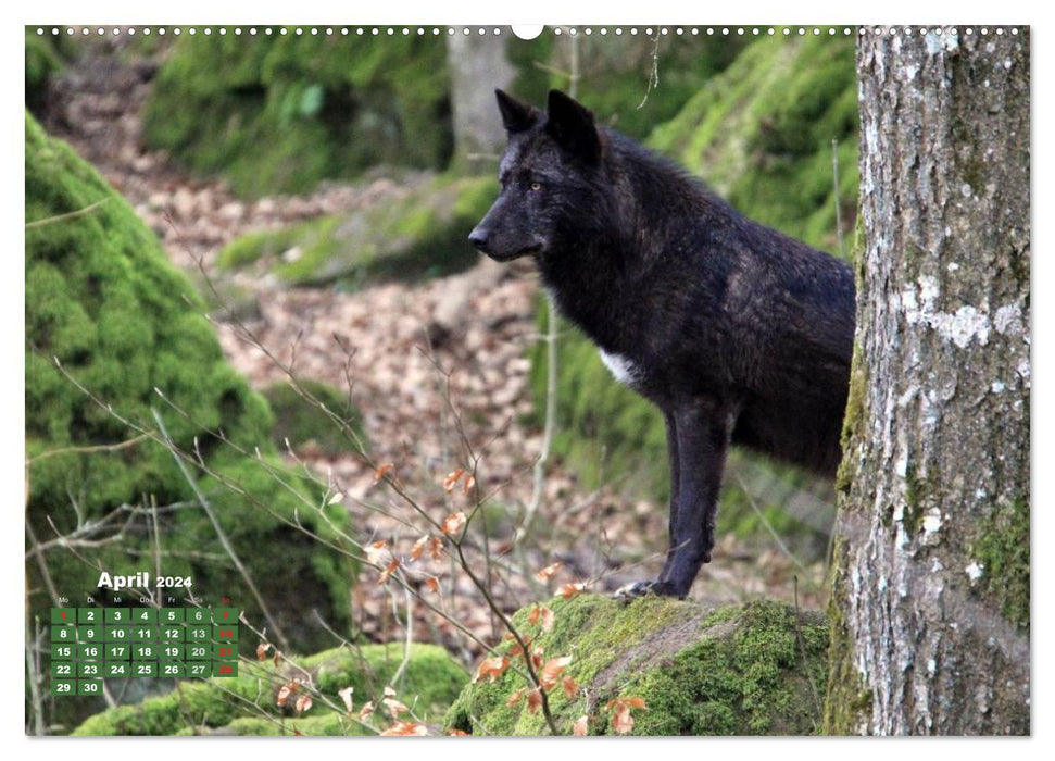 À la maison dans la meute – Le loup (Calendrier mural CALVENDO 2024) 