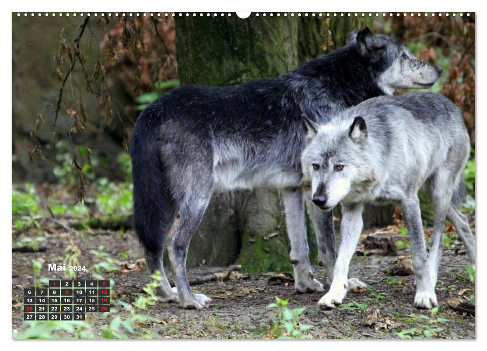 À la maison dans la meute – Le loup (Calendrier mural CALVENDO 2024) 