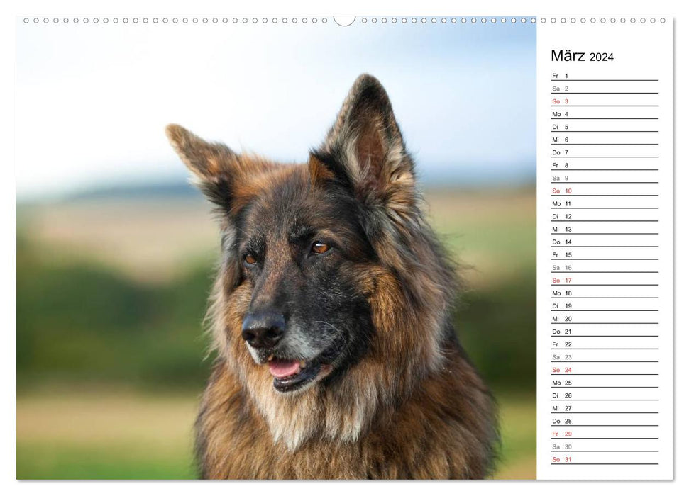 Zauberhafte Langhaar Schäferhunde (CALVENDO Premium Wandkalender 2024)