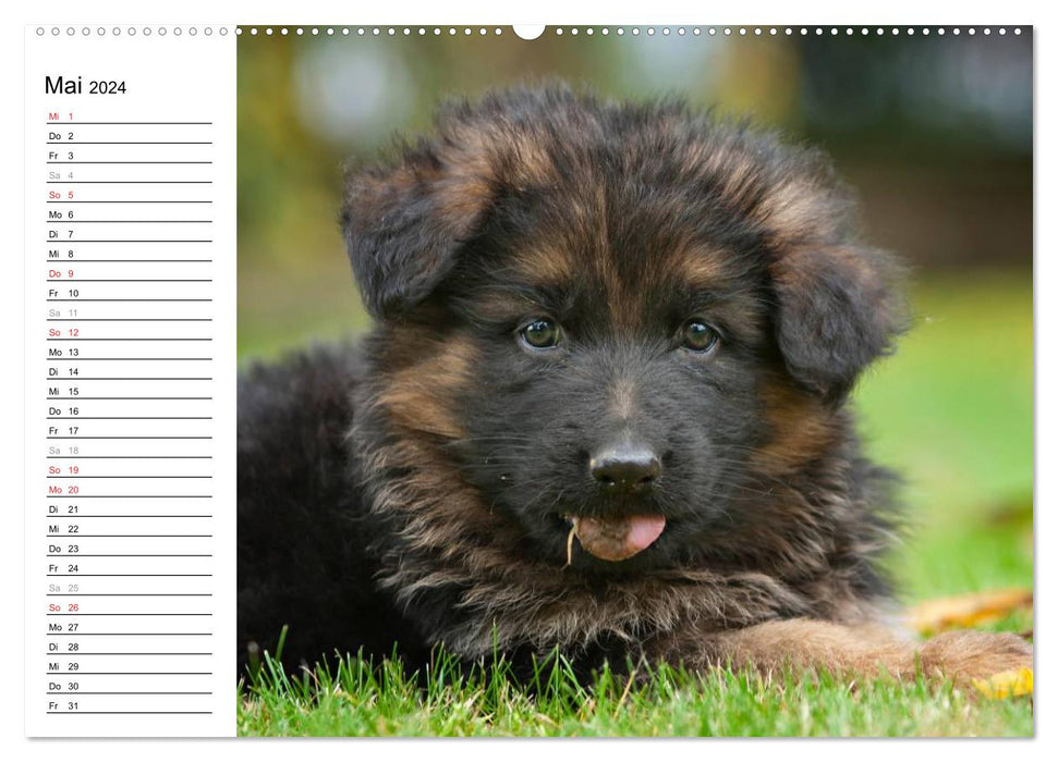 German Shepherd Dog - Puppies (CALVENDO Premium Wall Calendar 2024) 