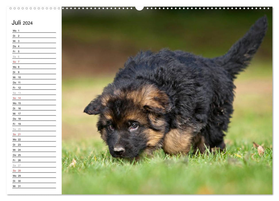 Deutscher Schäferhund - Welpen (CALVENDO Premium Wandkalender 2024)
