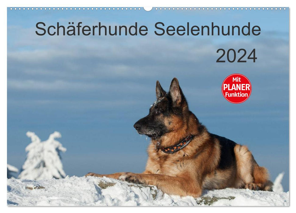 Shepherd dogs soul dogs (CALVENDO wall calendar 2024) 