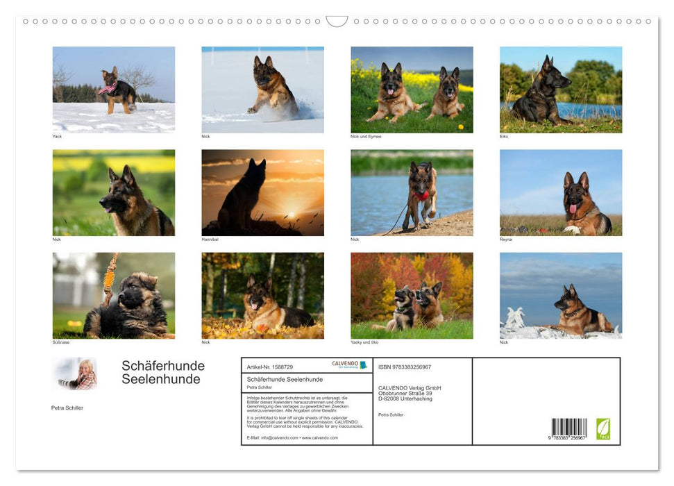 Shepherd dogs soul dogs (CALVENDO wall calendar 2024) 